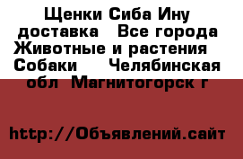 Щенки Сиба Ину доставка - Все города Животные и растения » Собаки   . Челябинская обл.,Магнитогорск г.